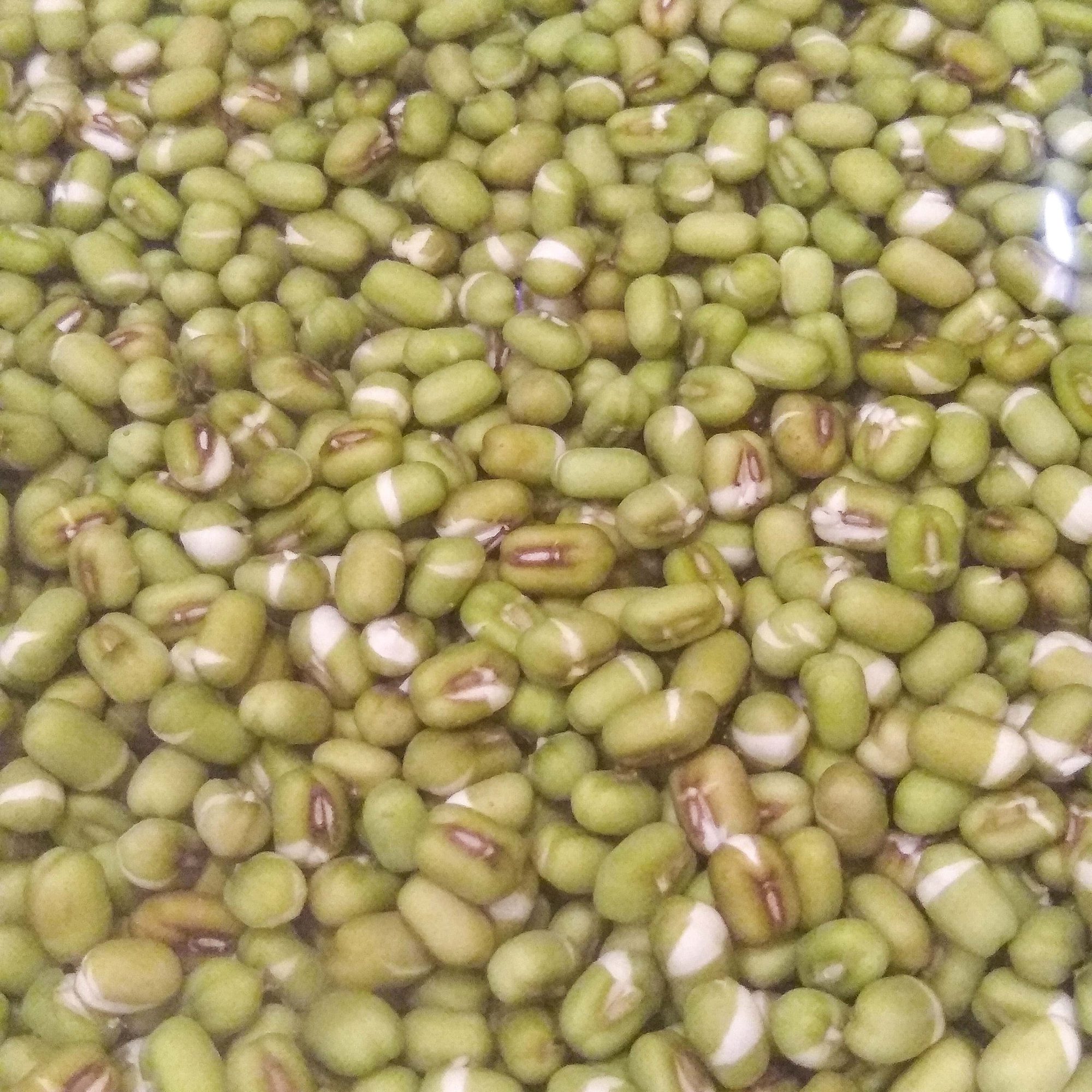 Mung Beans after Soaking