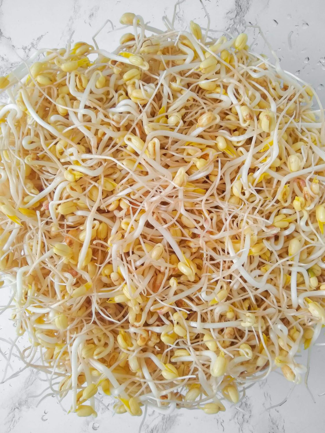 Growing Mung Bean Sprouts, Sprouted Mung Beans