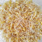 Sprouted Mung Beans Square