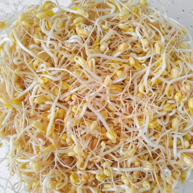 Growing Mung Bean Sprouts